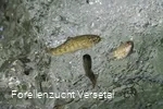Forellen im Wasser