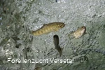 Forellen im Wasser