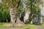 Stieleiche in Eslohe-Reiste