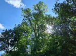 Esche in Sundern-Brenschede