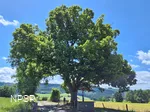 Winterlinde in Schmallenberg-Grafschaft