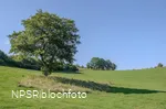 Schwarz-Erle in Balve-Garbeck