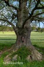 Stieleiche in Schmallenberg-Kirchilpe