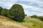 Bergahorn im Erndtebrücker Ortsteil Balde