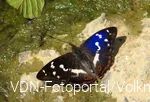 Schillerfalter am Fluss