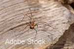 Zitterspinne