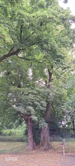 Linde in Kierspe